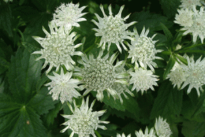 Ecological planting design _ dirk de winter _ new generations plants _ kwekerij de morgen Astrantia involucrata ‘Adimihow’