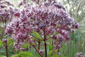 Ecological planting design _ dirk de winter _ new generations plants _ kwekerij de morgen Eupatorium maculatum September Frost