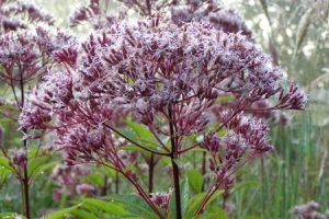 Ecological planting design _ dirk de winter _ new generations plants _ kwekerij de morgen Eupatorium maculatum September Frost