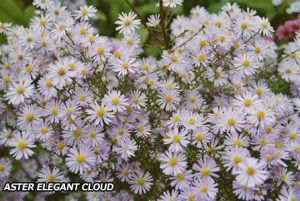 Ecological planting design _ dirk de winter _ new generations plants _ kwekerij de morgen Aster ‘Elegant Cloud’