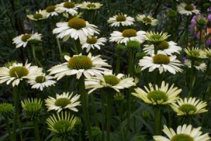 Ecological planting design _ dirk de winter _ new generations plants _ kwekerij de morgen Echinacea purpurea Alaska