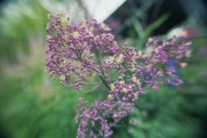 Ecological planting design _ dirk de winter _ new generations plants _ kwekerij de morgen Thalictrum Anne