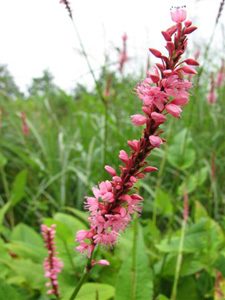 Ecological planting design _ dirk de winter _ new generations plants _ kwekerij de morgen Persicaria amplexicaulis High Society