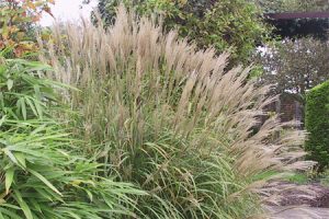 Ecological planting design _ dirk de winter _ new generations plants _ kwekerij de morgen Miscanthus sinensis ‘Silverstripe’