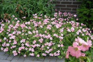 Ecological planting design _ dirk de winter _ new generations plants _ kwekerij de morgen Geranium oxonianum ‘Sweet Candy’