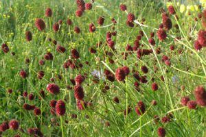 Ecological planting design _ dirk de winter _ new generations plants _ kwekerij de morgen Sanguisorba officinalis Mornings Select ™ 'Morhowi'