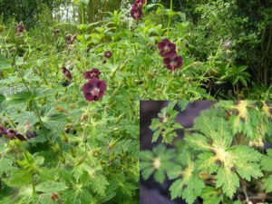 Ecological planting design _ dirk de winter _ new generations plants _ kwekerij de morgen Geranium phaeum Shadowlight ™ 'Dimawiho'